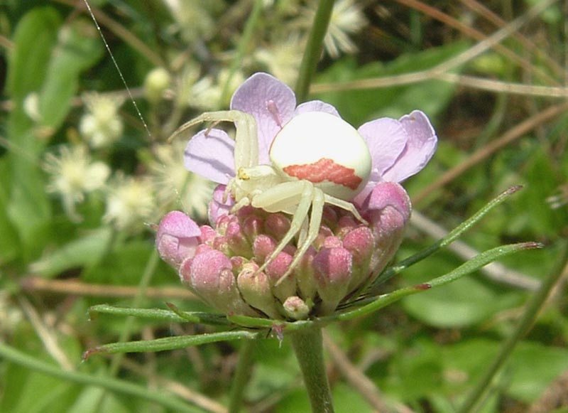 Misumena vatia